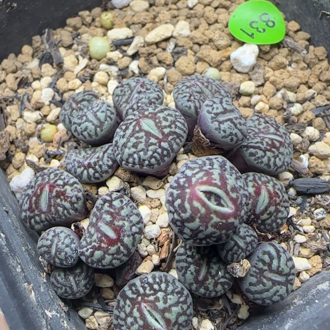 粗纹超墨群20头多肉831