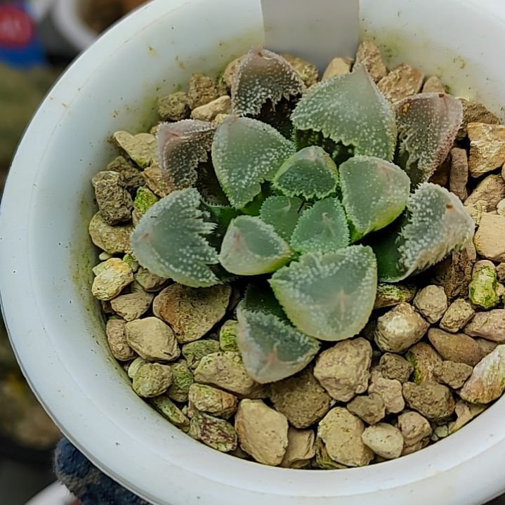 26号全窗白帝城 4厘米左右一物一拍带盆