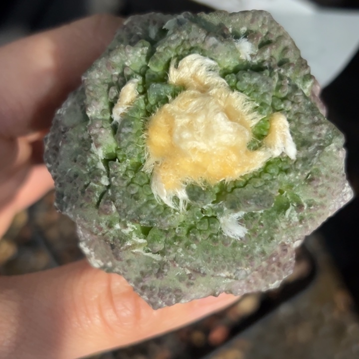 400 实生袖蒲嫁接