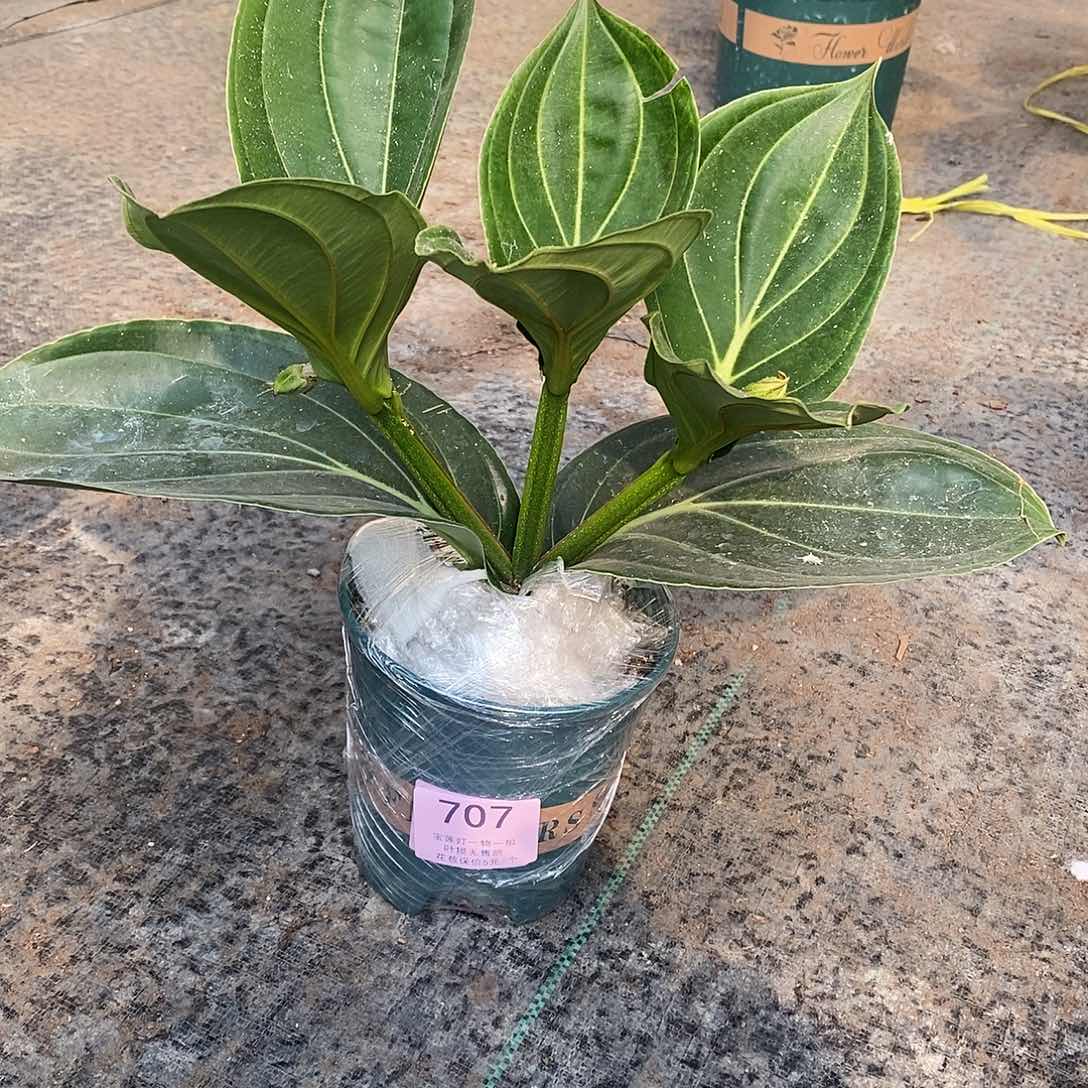 木本植物白*木本花卉707叶损