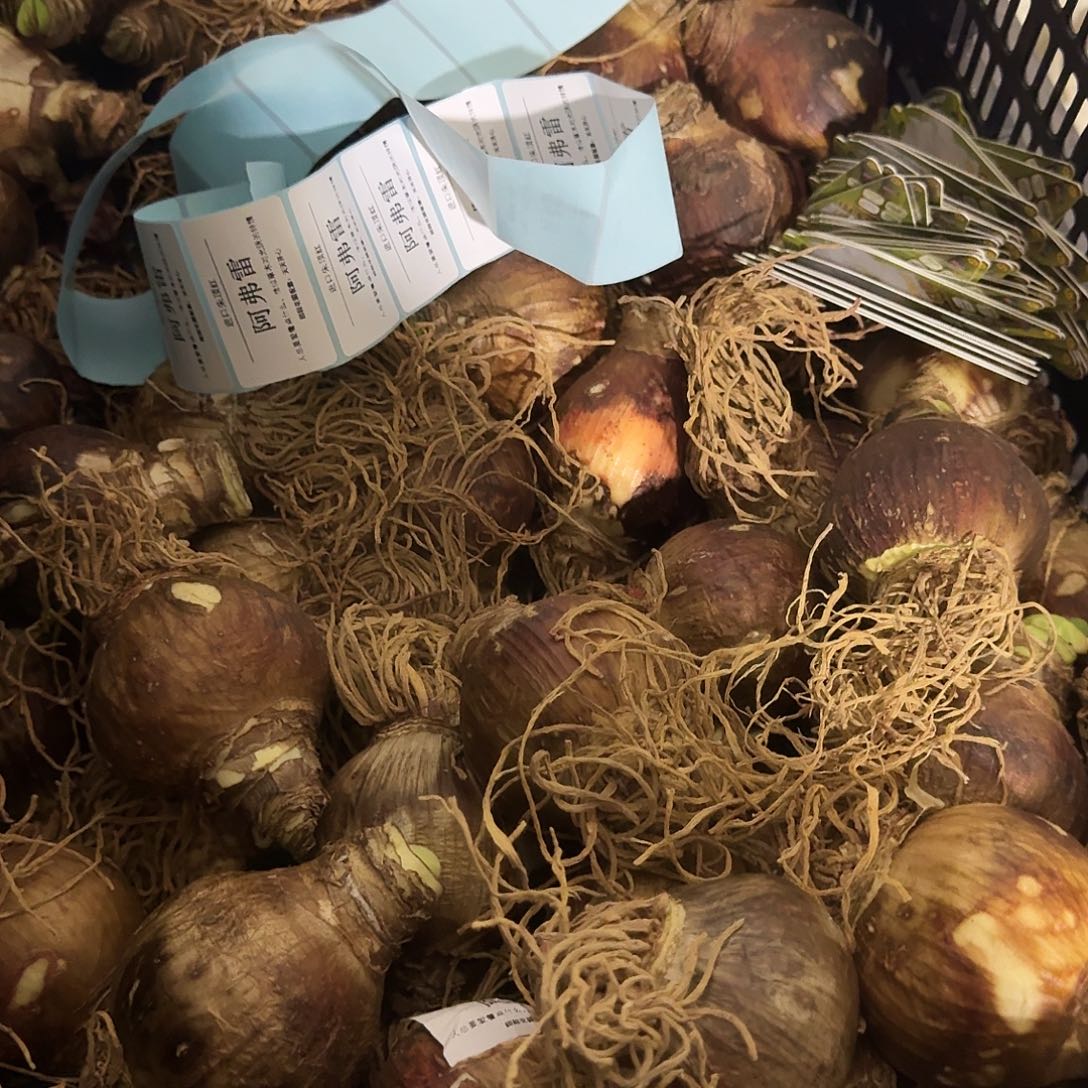 进口阿弗雷6+新年福利