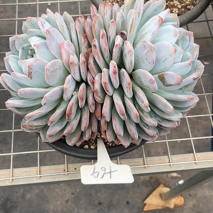 两单包邮，一物一拍69橙子