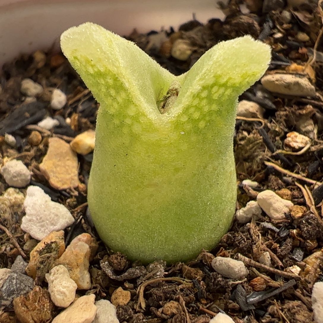 冰奶瓶多肉植物百科