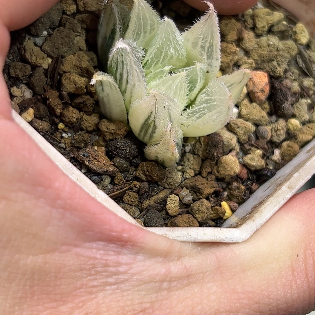 糊斑白毛绘卷锦十二卷多肉植物