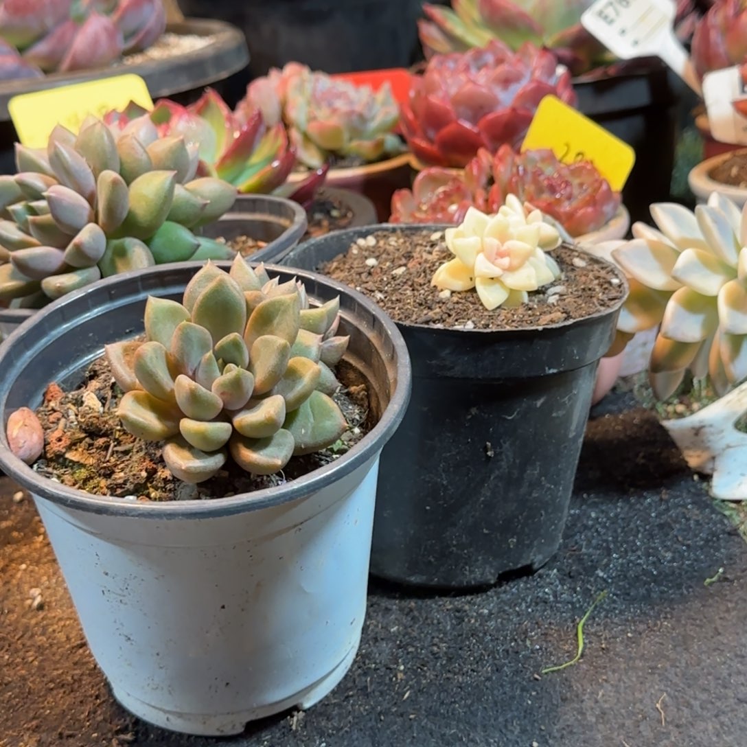 3个多肉植物多肉植物