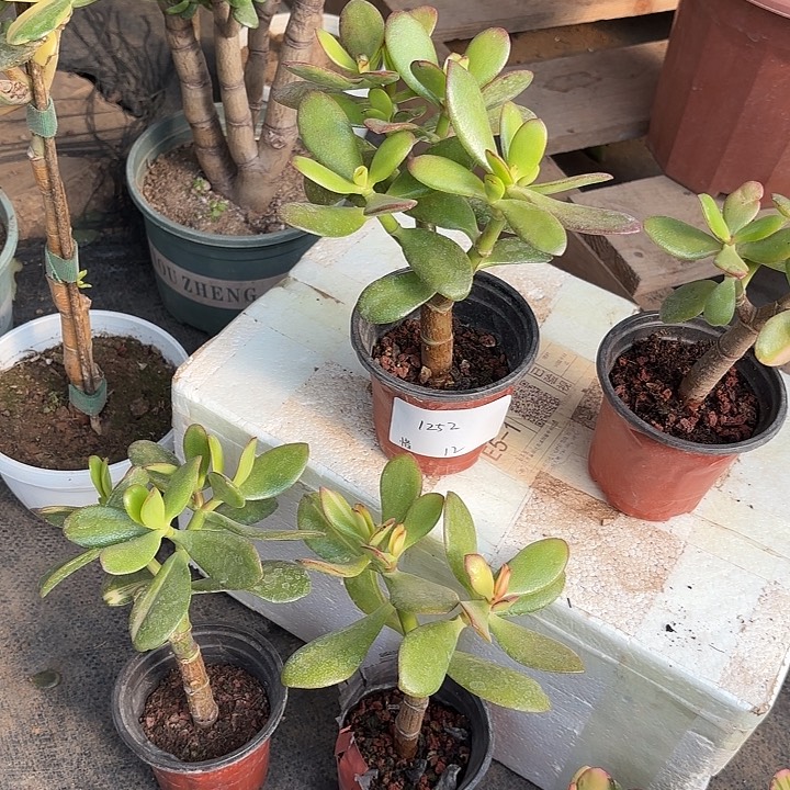 惜***～当前无花栽培后可以开花韩国紫叶12