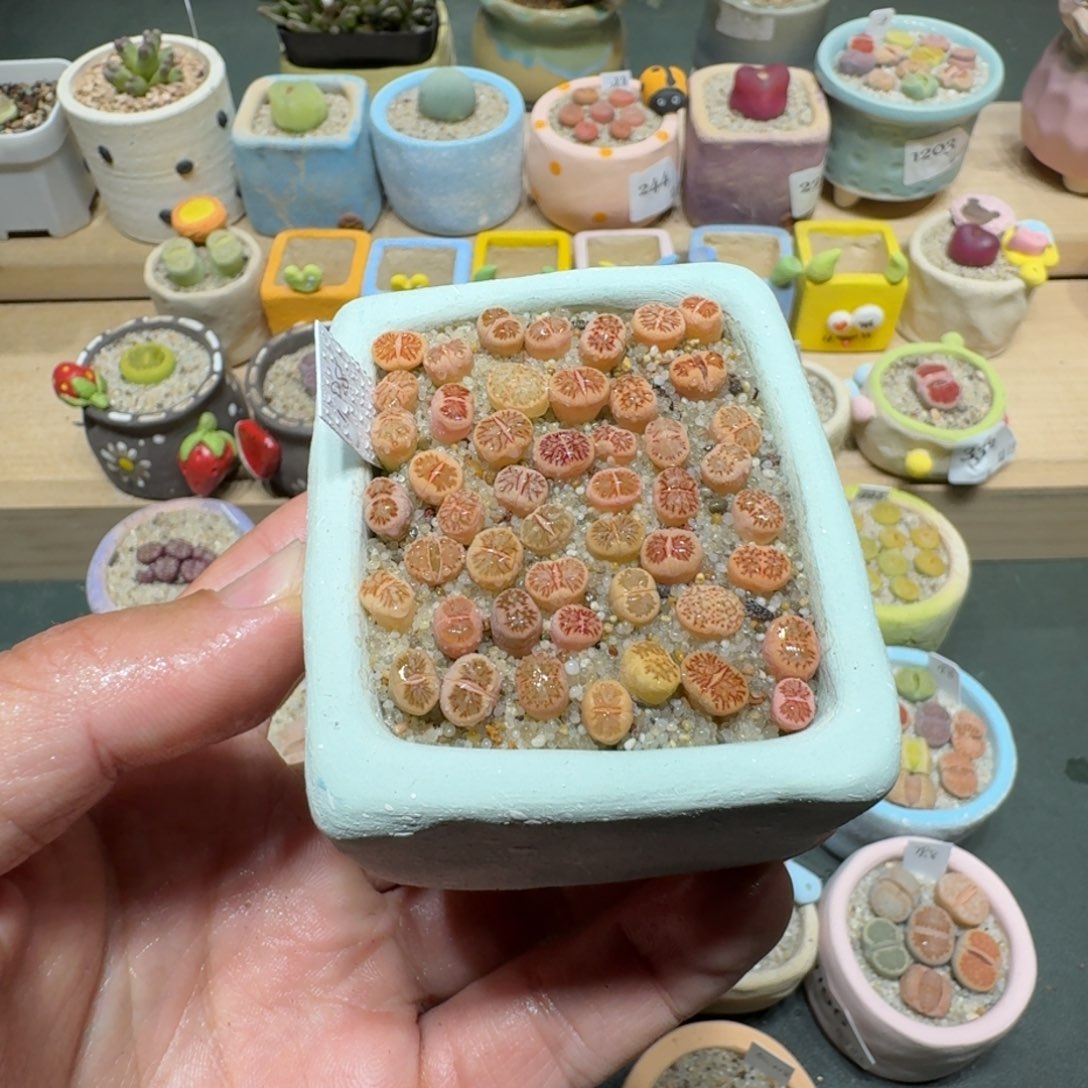 红陶蘑菇360菊纹章