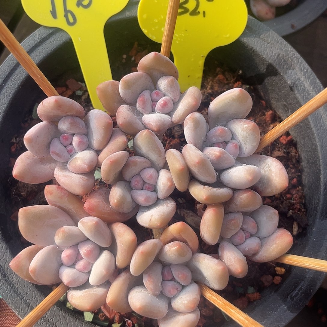 奶酪香水多肉植物160