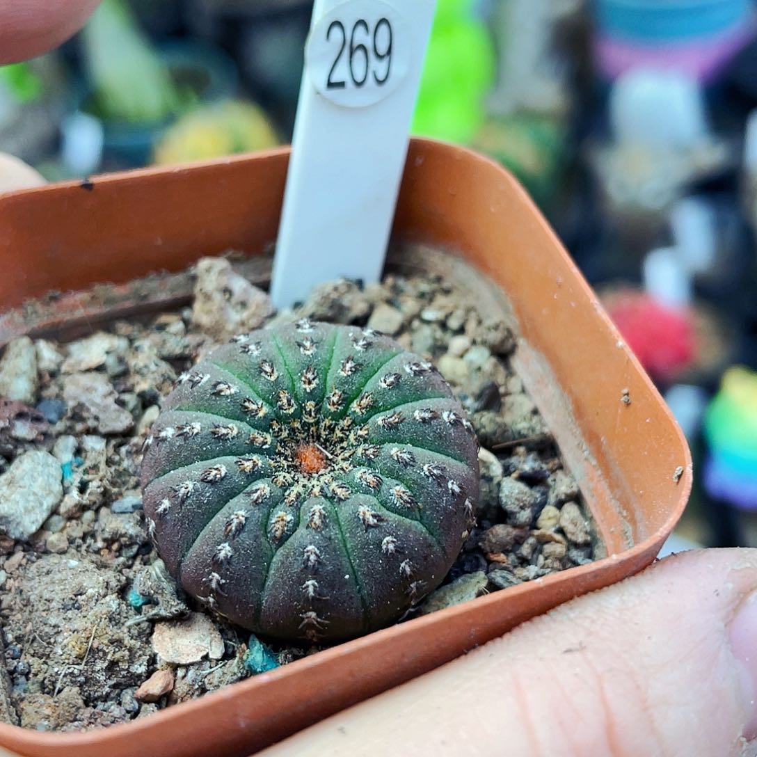 非偏远地区满25包邮仙人球