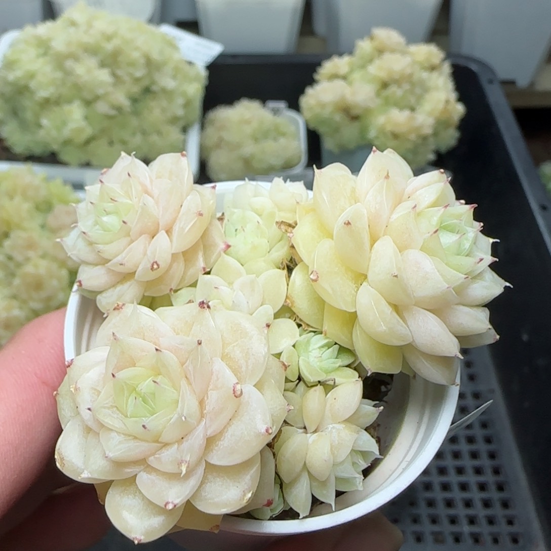 0130-209珠光麦秆