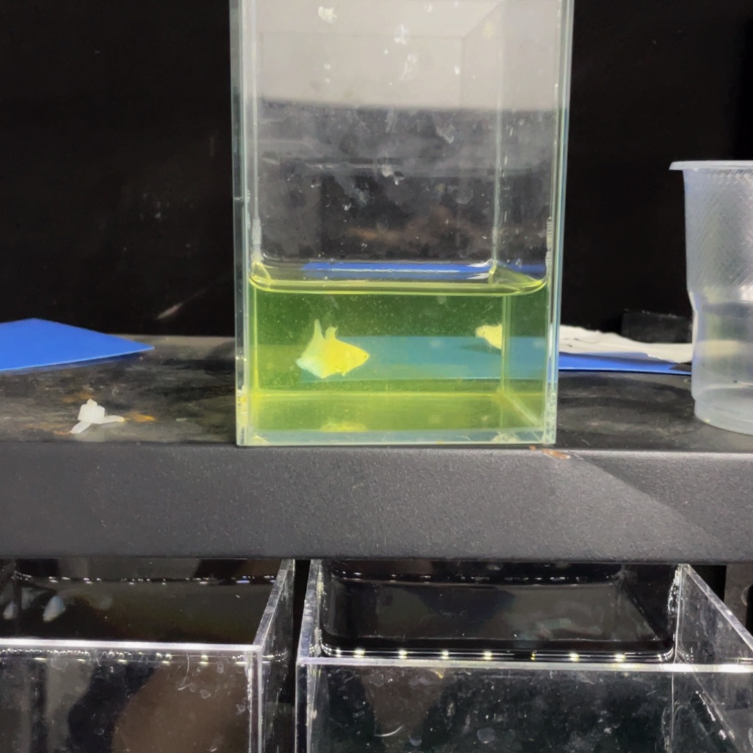 海水鱼哈哈哈哈哈呜呜呜