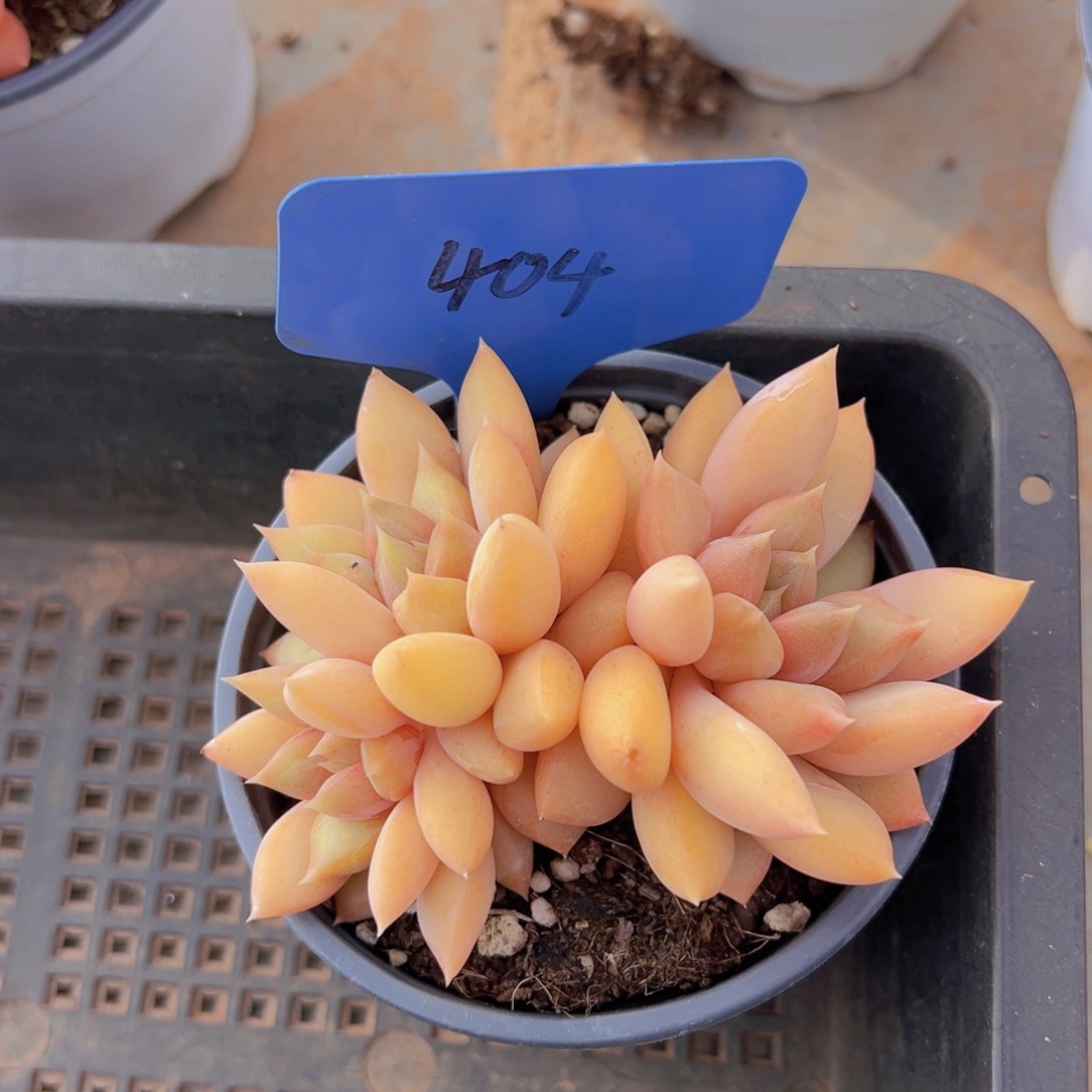 香玉的故事是一个人的