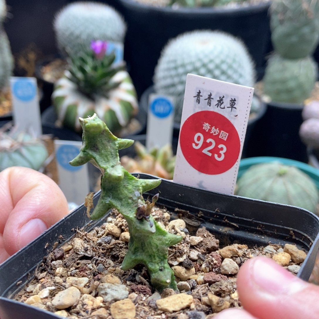 武蜡泉一颗仙人球