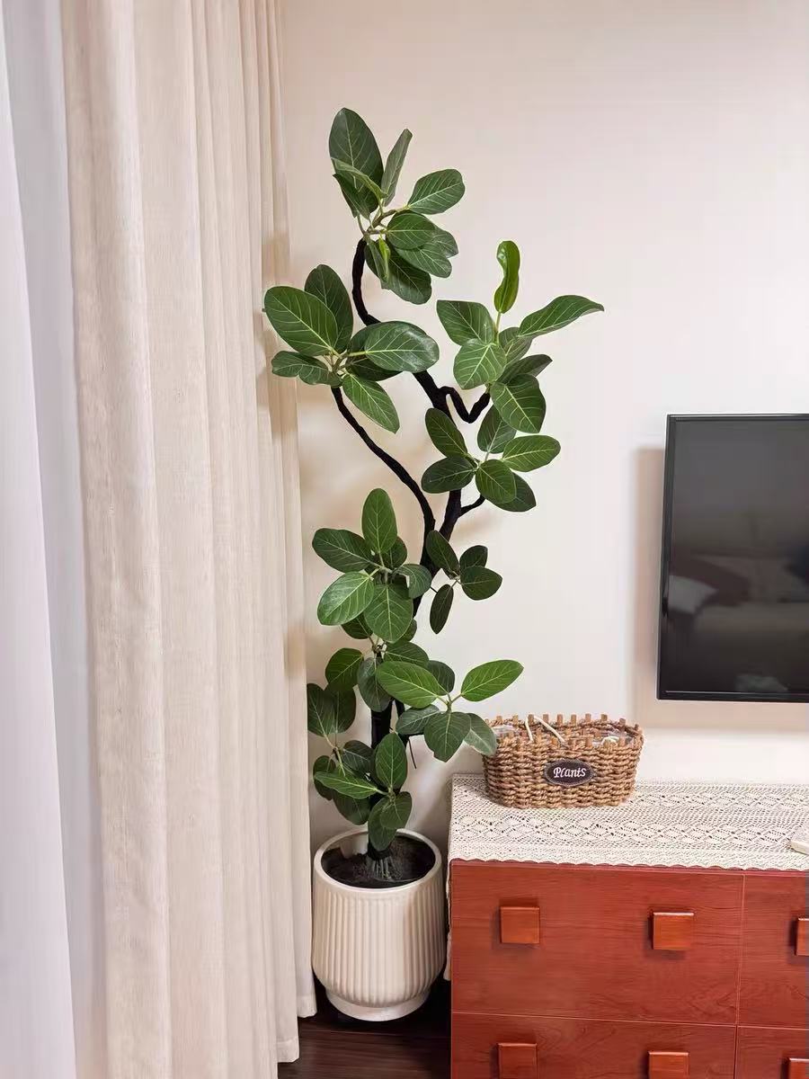 高山榕绿叶橡皮树大型盆栽客厅摆放老桩孟加拉榕树