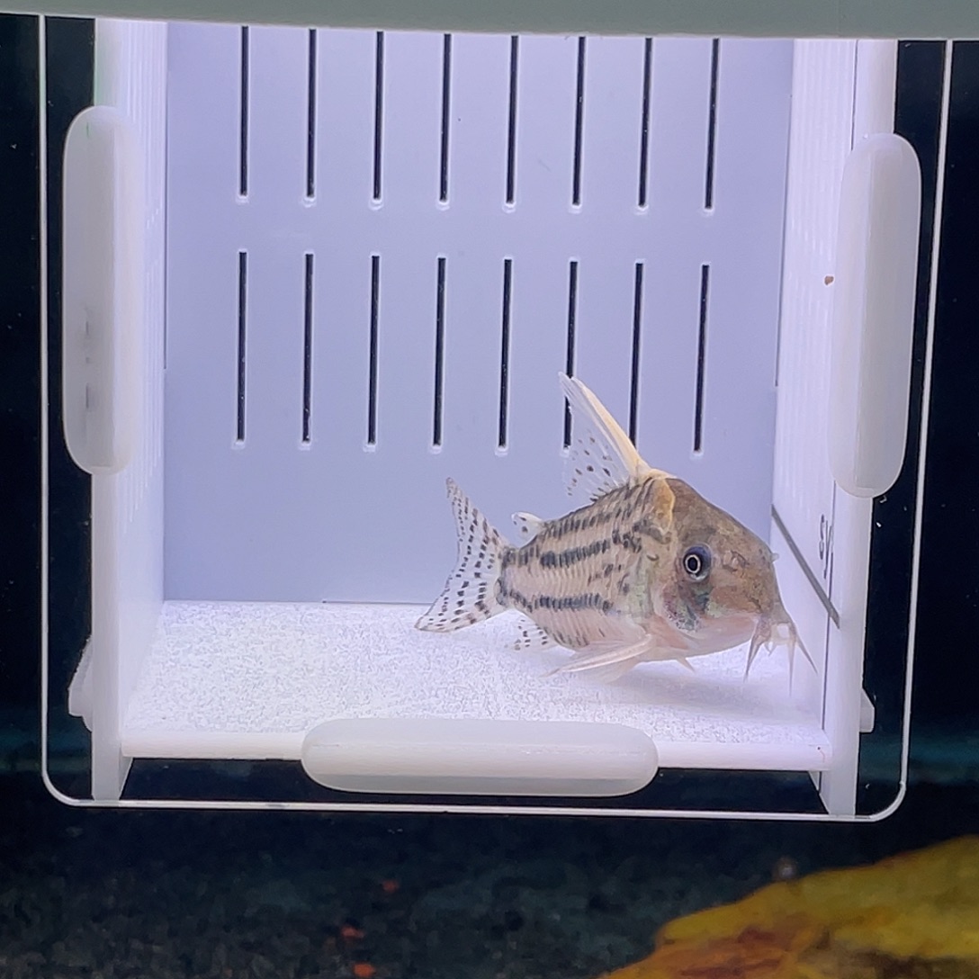 鼠鱼精品超舒，精品不包邮，偏远勿拍