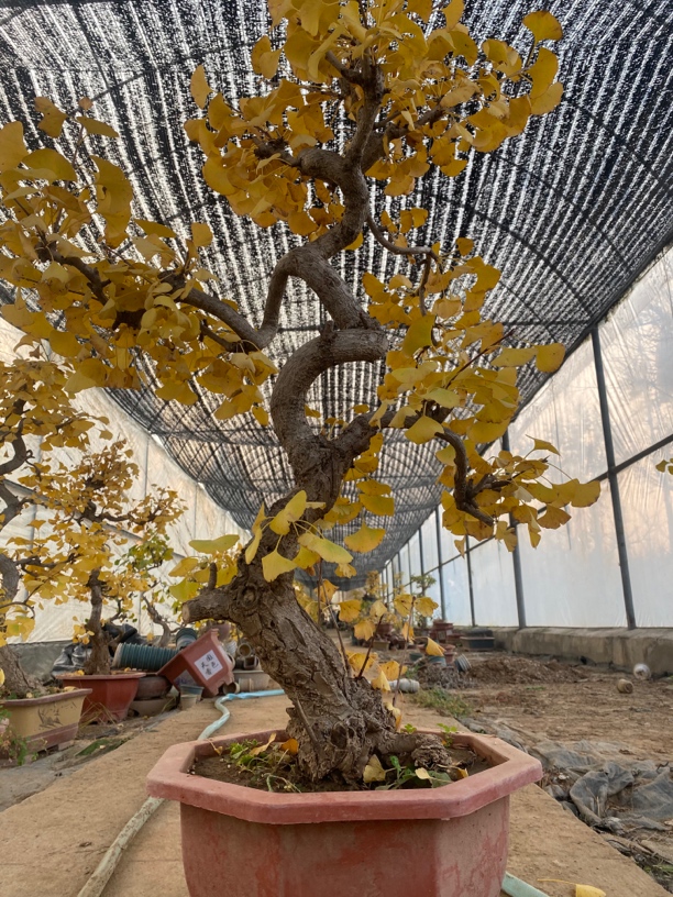 老桩盆景盆栽花卉绿植