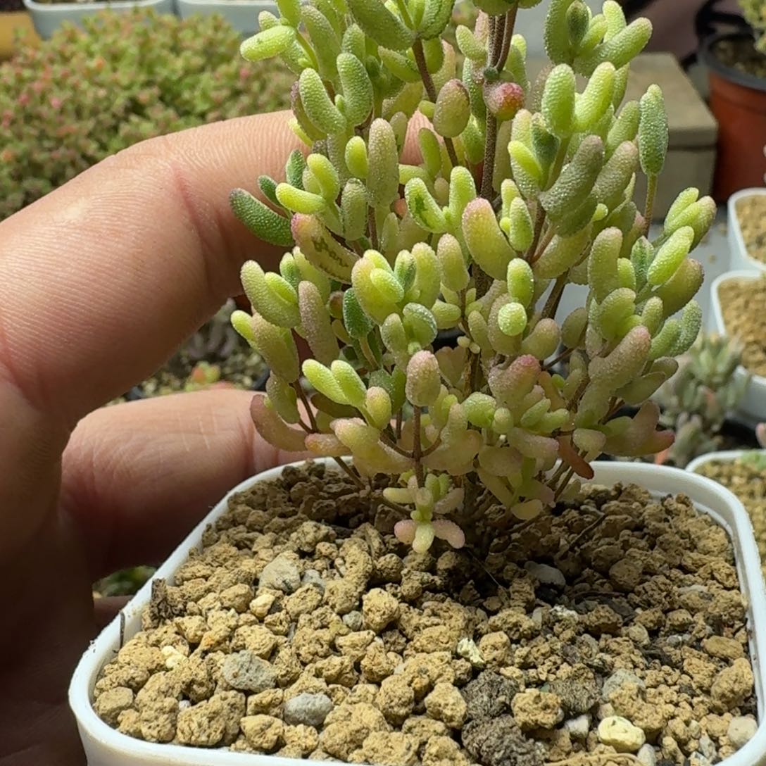 米粒锦拉丝阴阳锦