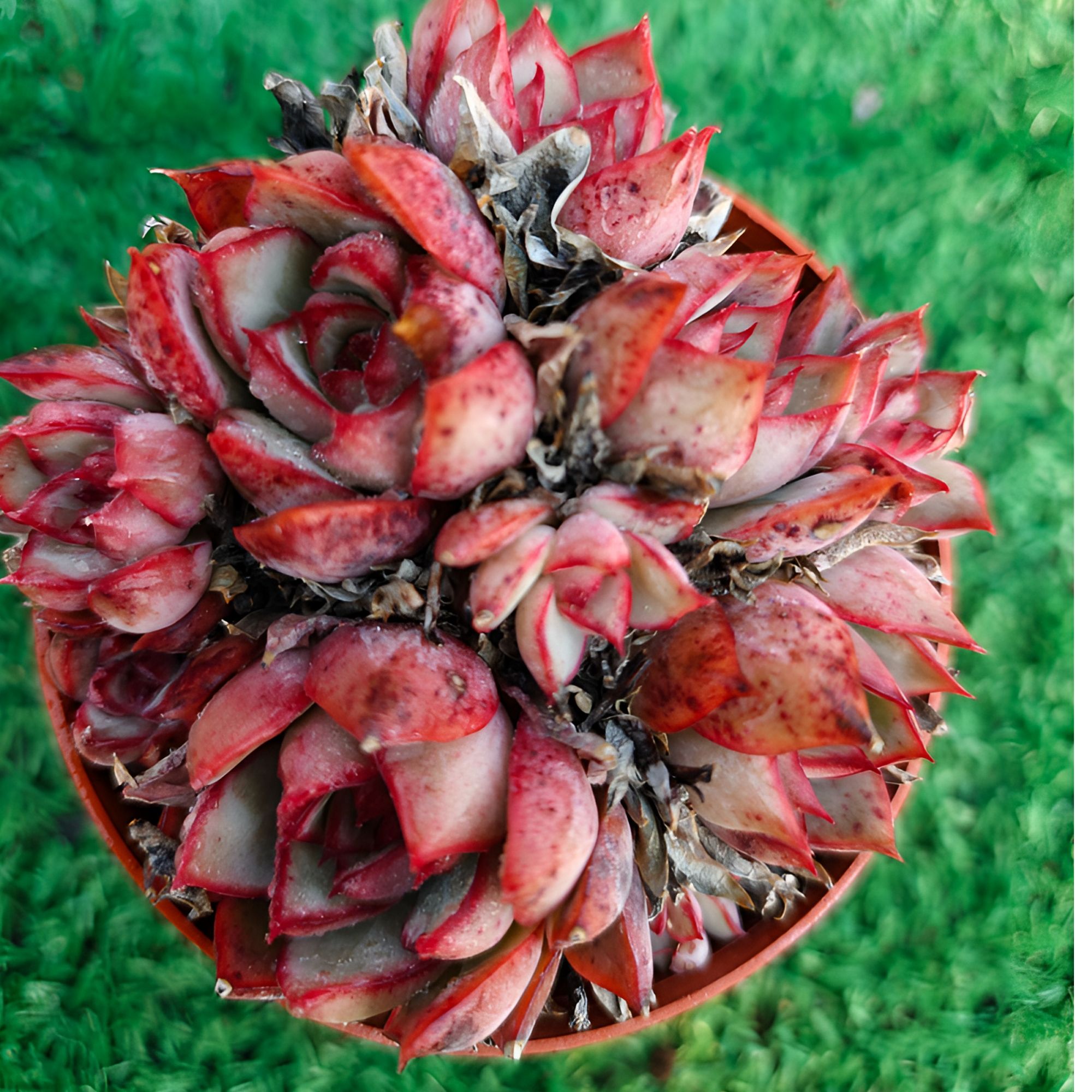 宝莲灯精品多肉裸根上盆