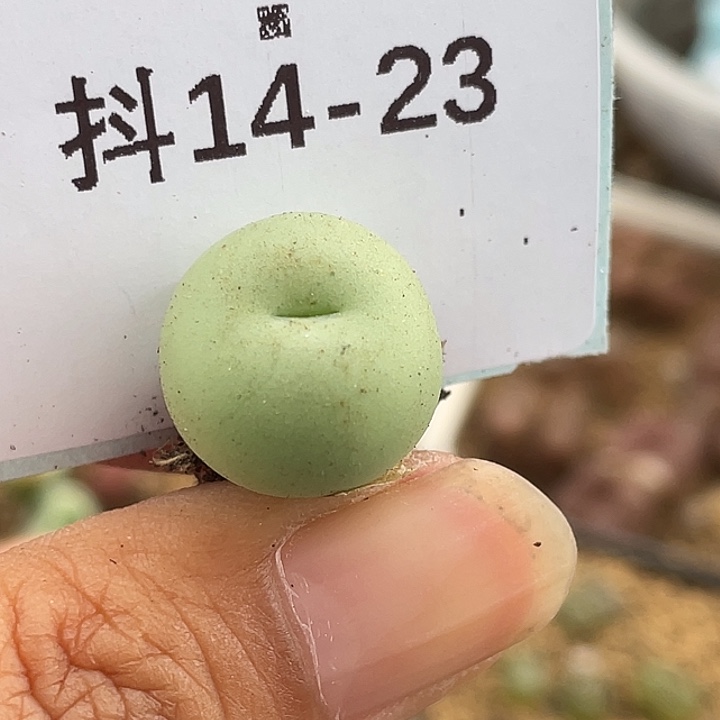14-23小拳拳多肉植物