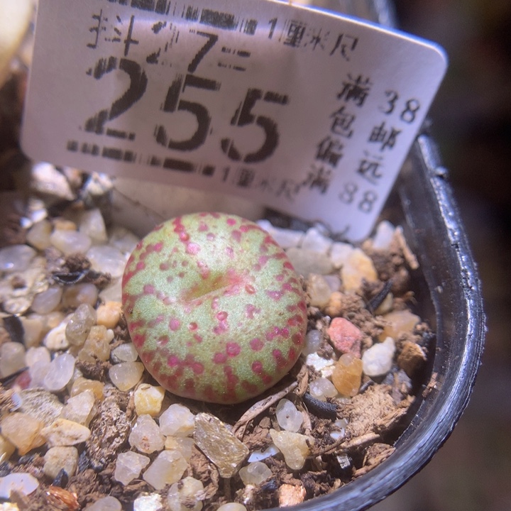 精品生石花27.255霓虹