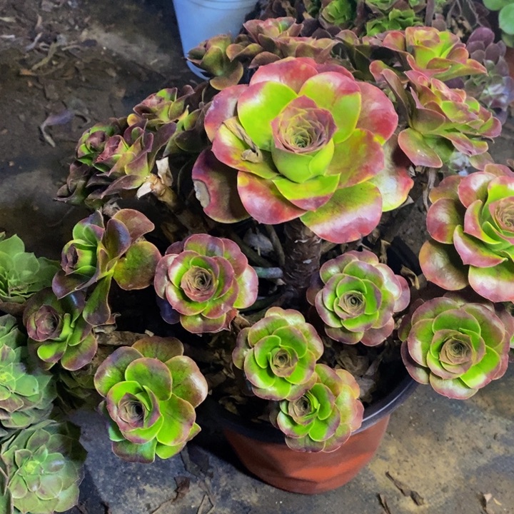 魅金多肉断头不包2793