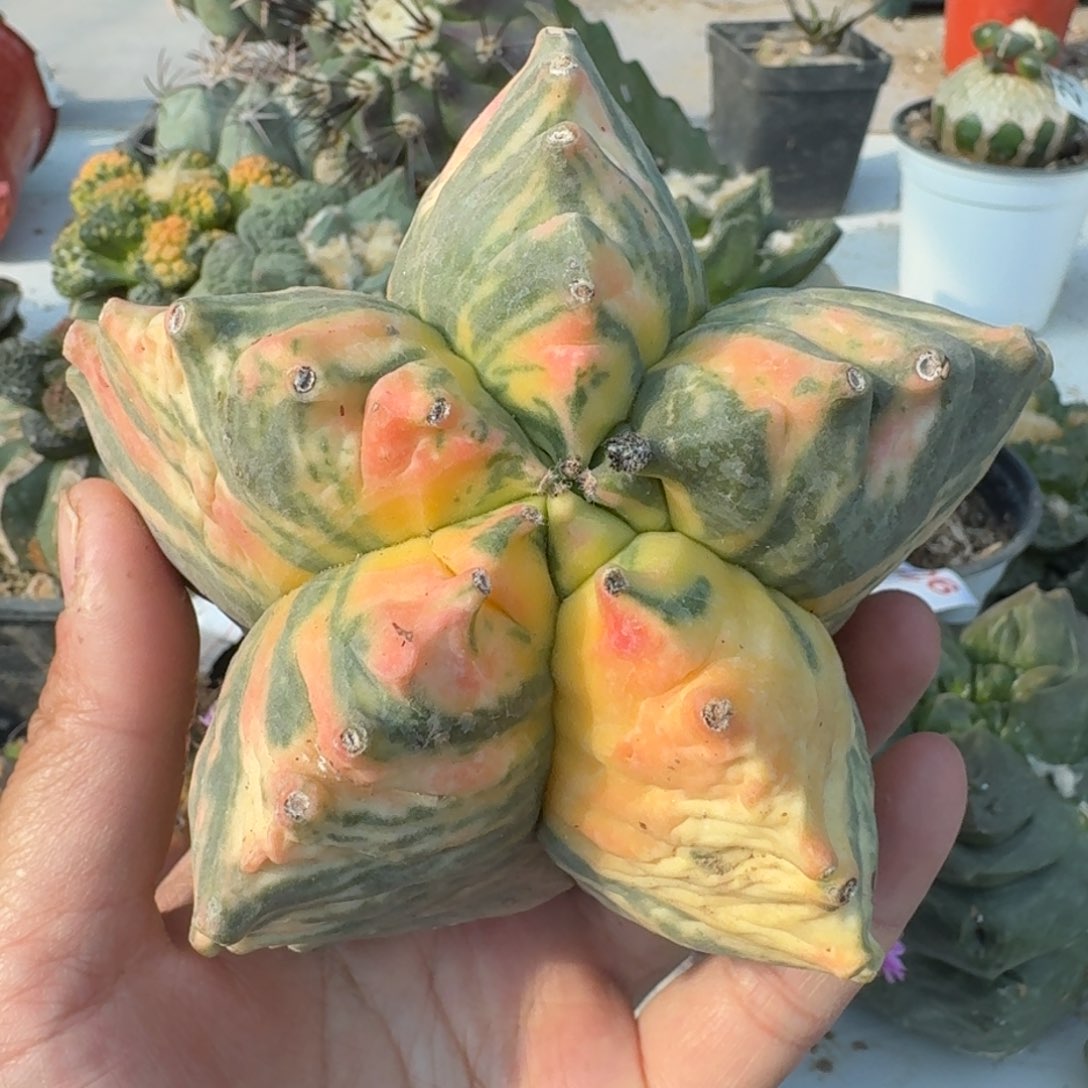 【闪购商品】大鸾锦