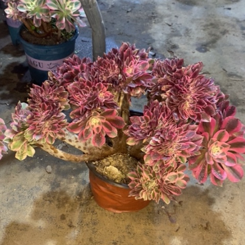 粉女巫缀多肉植物007