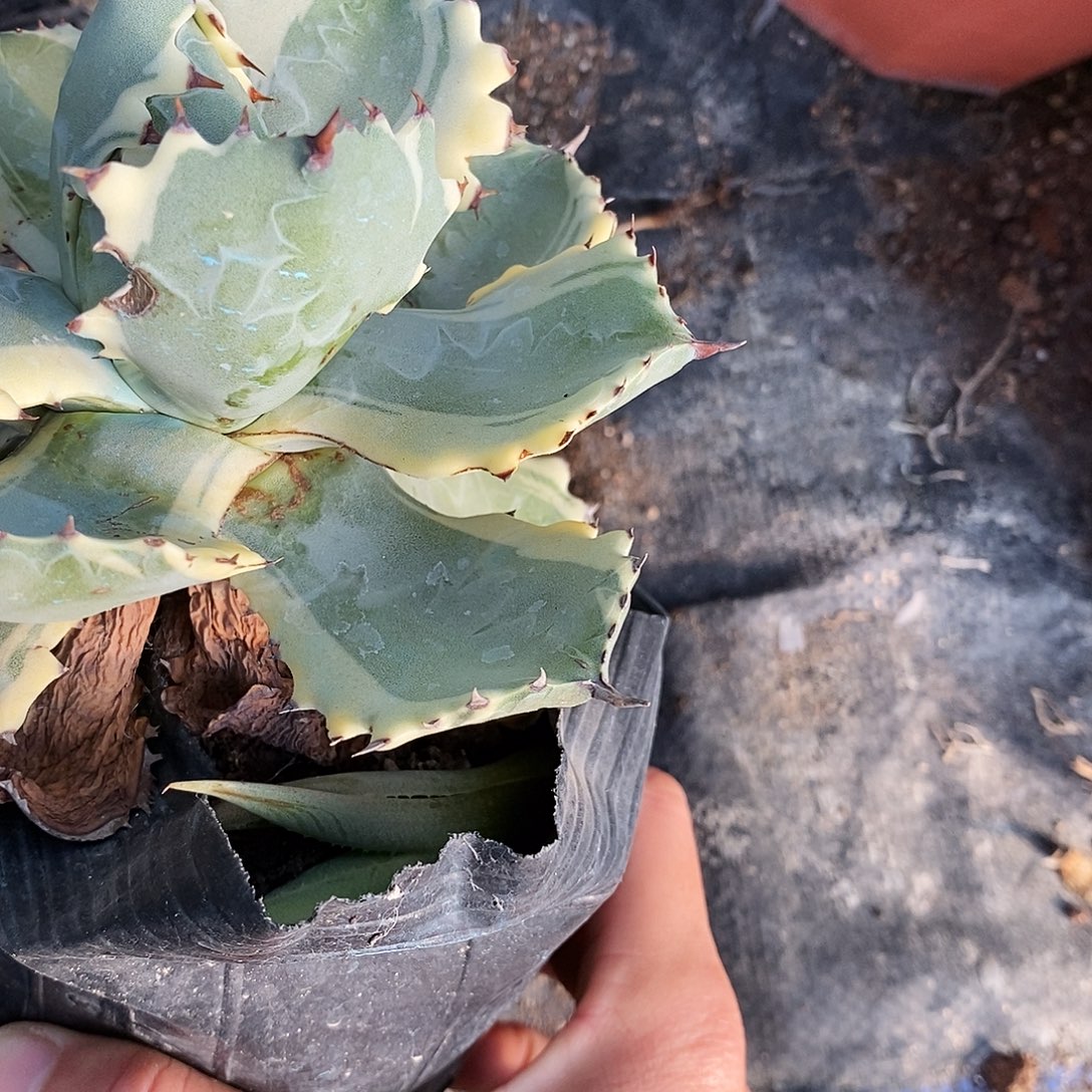 9***.2号。叶片有瑕疵。      