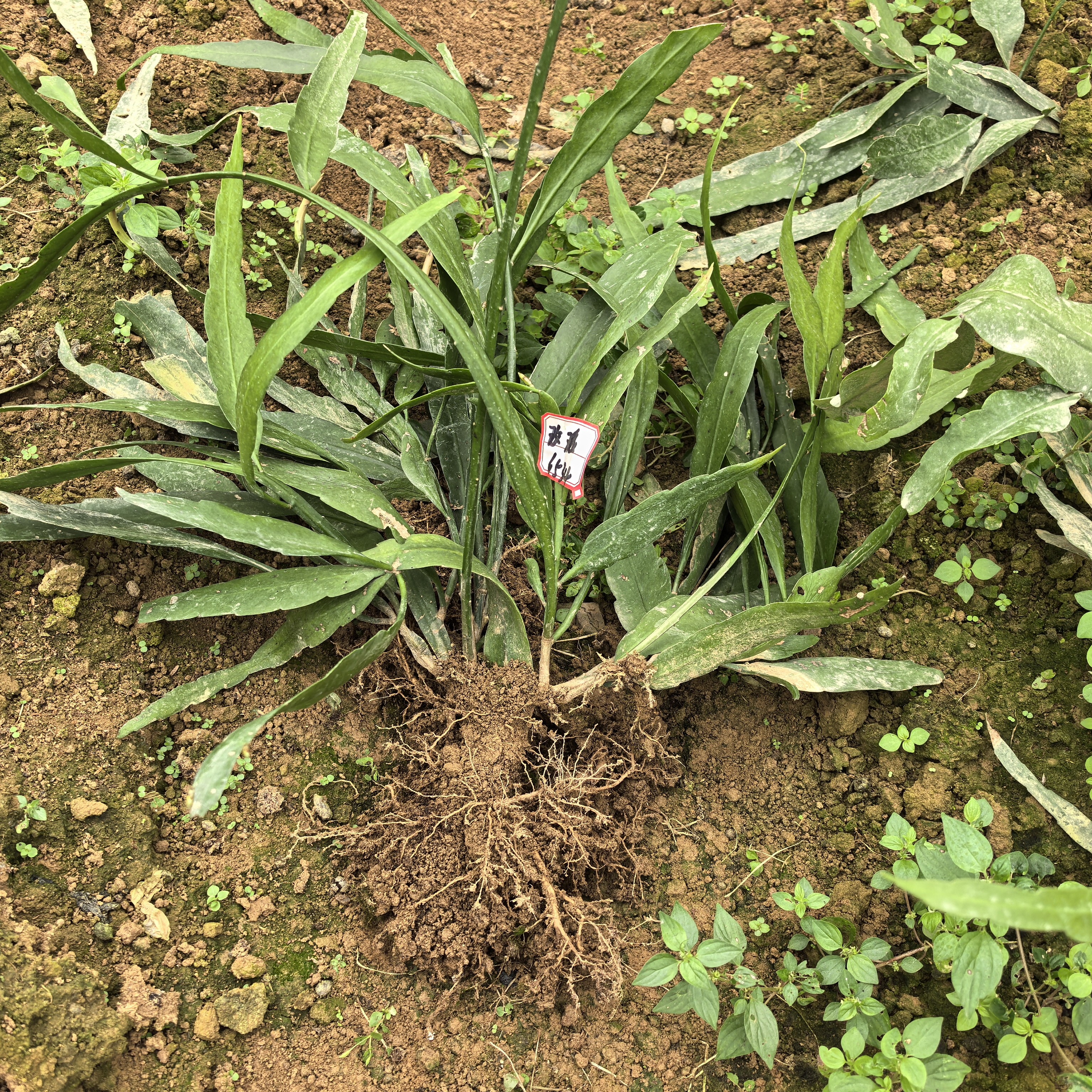 花友专拍，小叶昙花