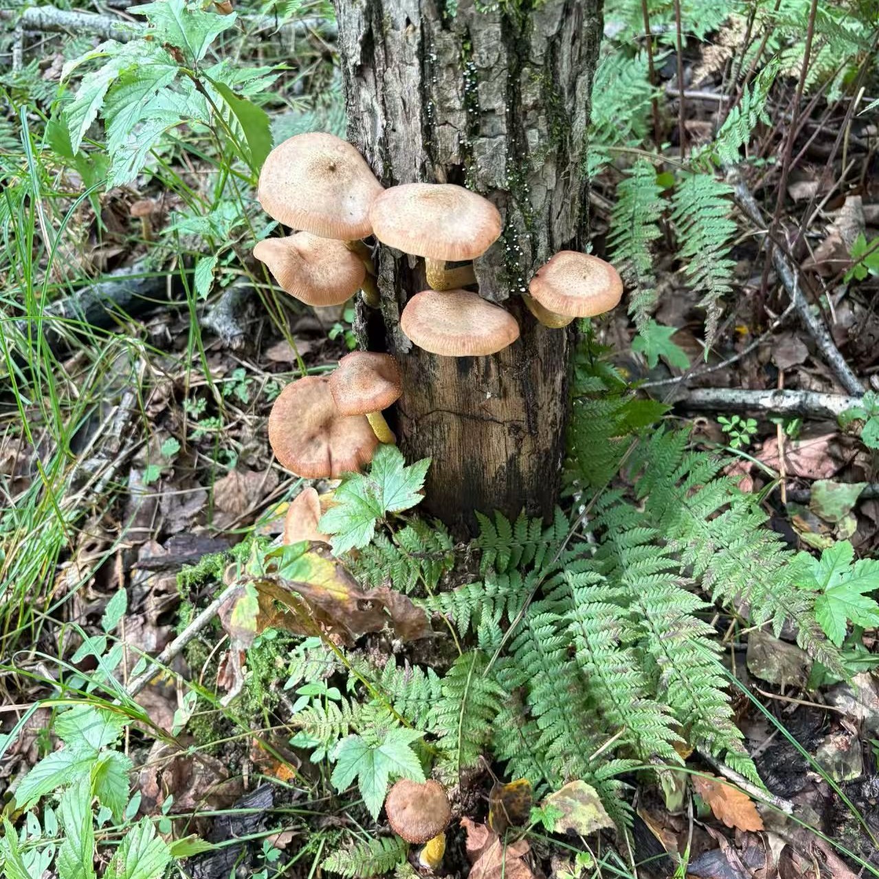 2025东北特产野生榛蘑新鲜焯水咸香可口适合小鸡炖蘑菇 速冻发货