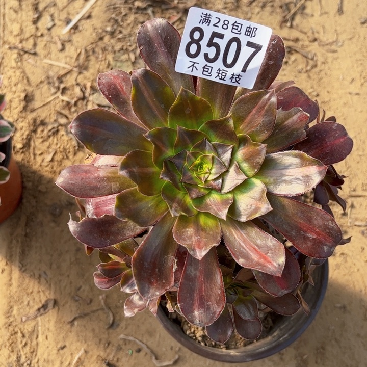 无毒锦中斑多肉植物8507