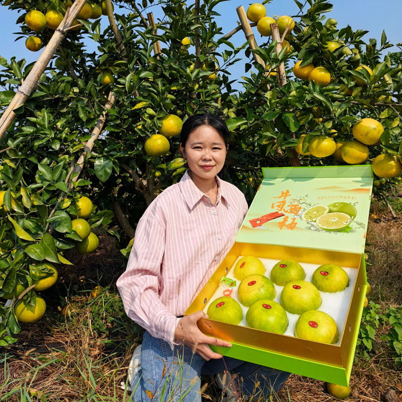 礼品装井冈鸡尾青柚500g-600g新鲜水果果园直发8个