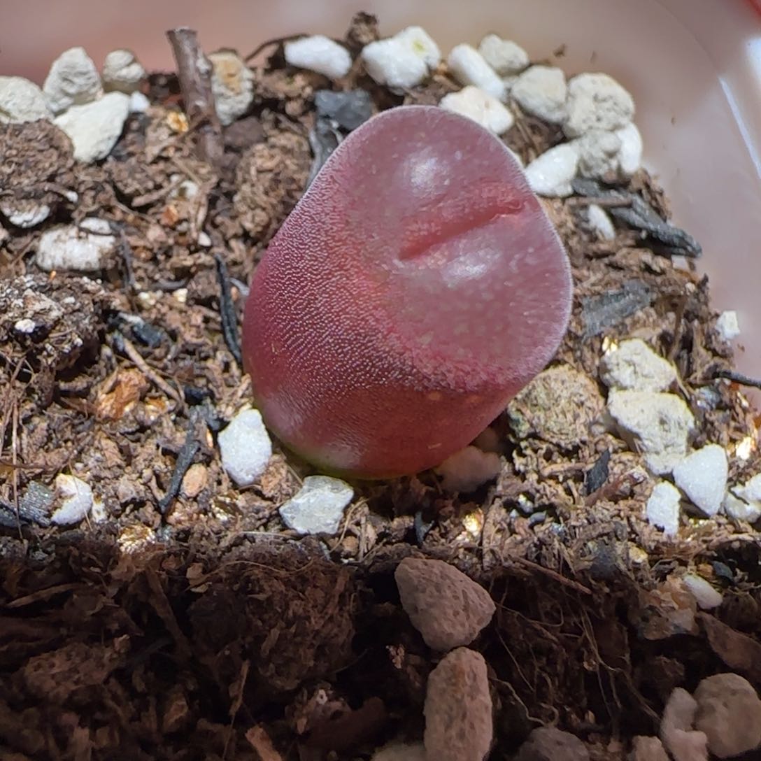 肉锥多肉植物百科25-泰坦峡谷765