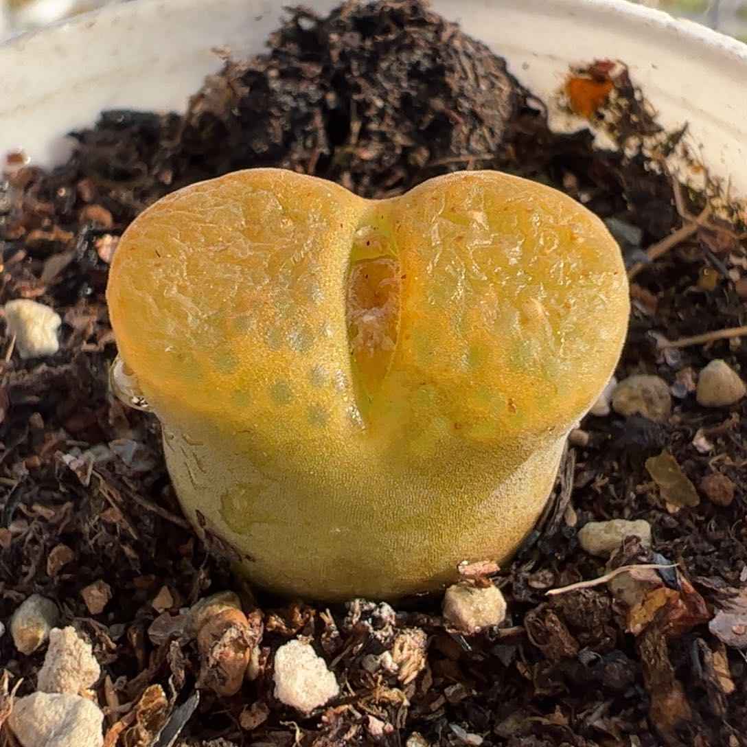 061多肉植物组合