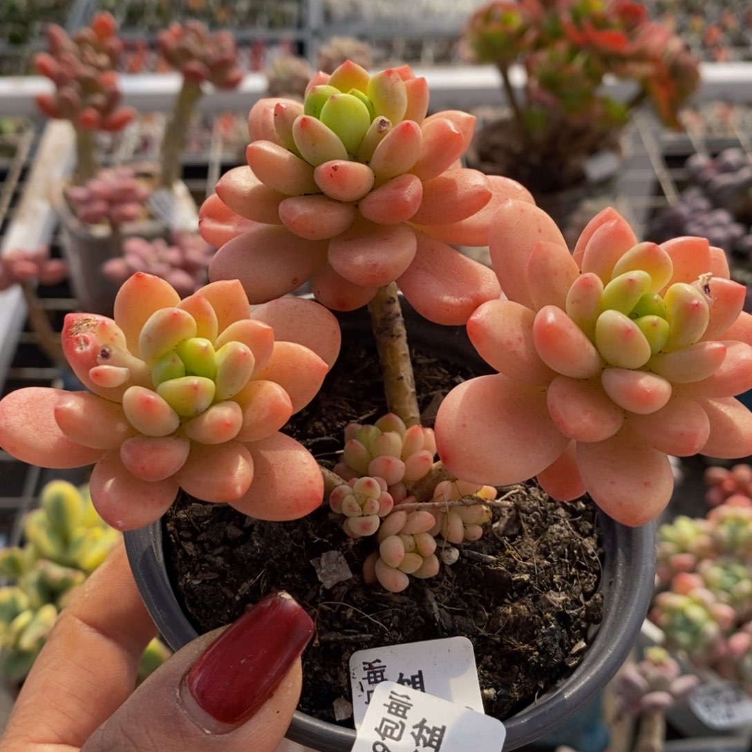 香格里拉299/9c m