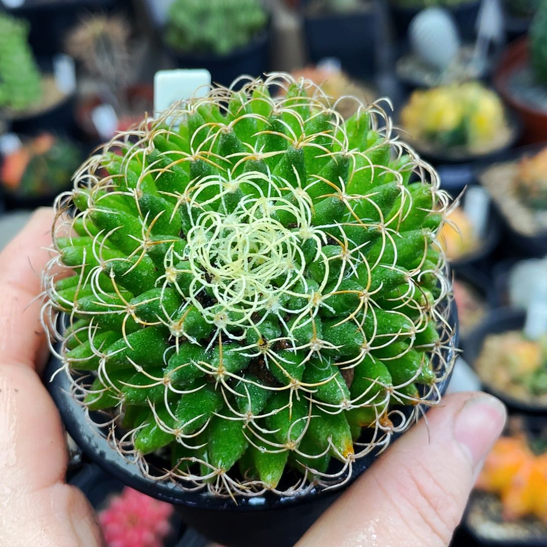 非偏远地区满25包邮仙人球