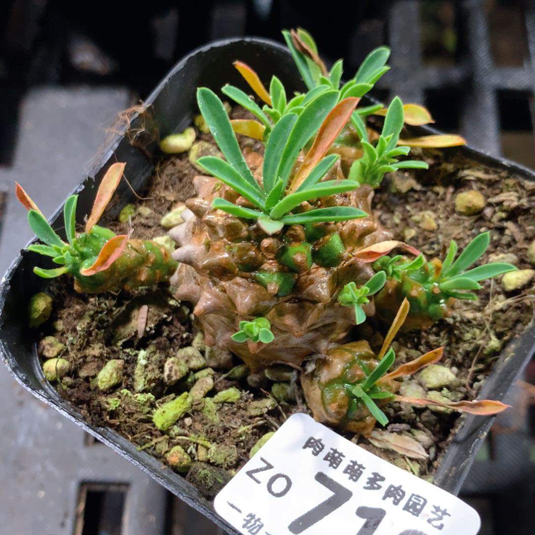 5CM拇指盆精控多肉ZO712