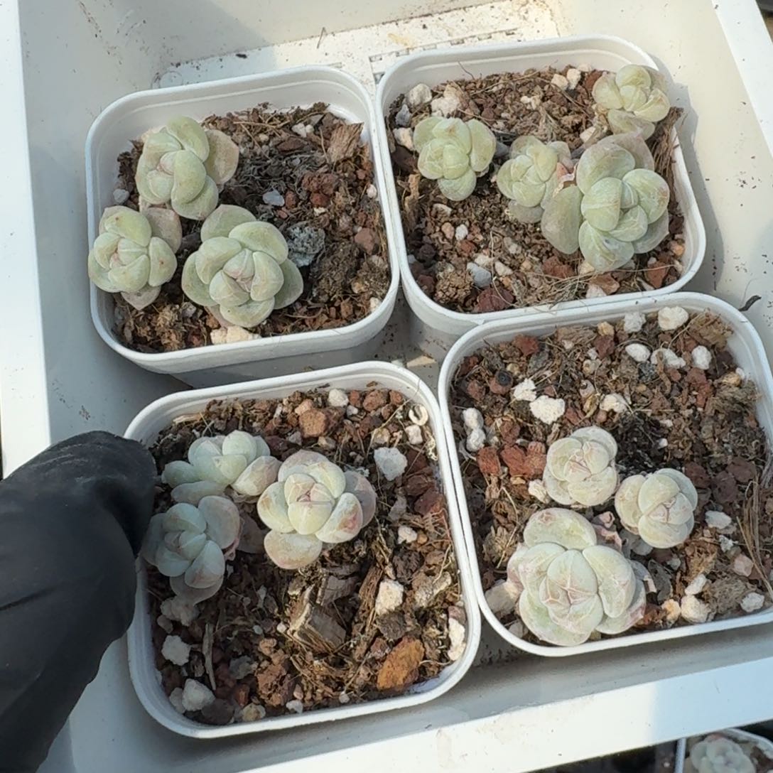 133 号到手1框江北多肉