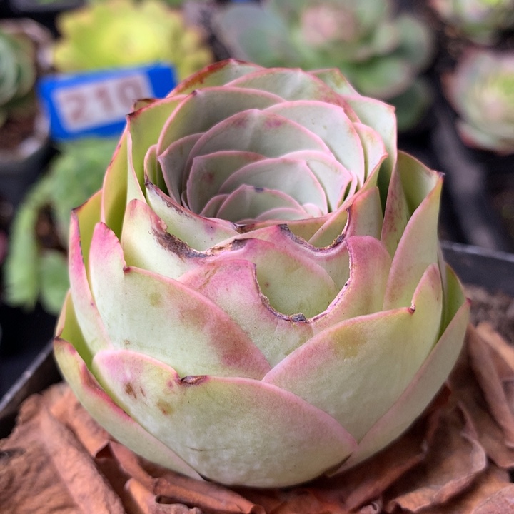 一物一拍星辰福利011