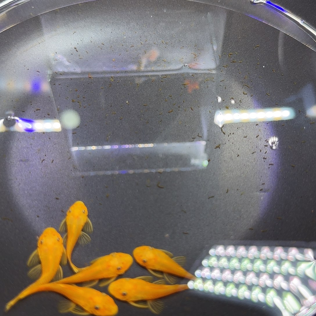 孔雀鱼黄金胡子六条