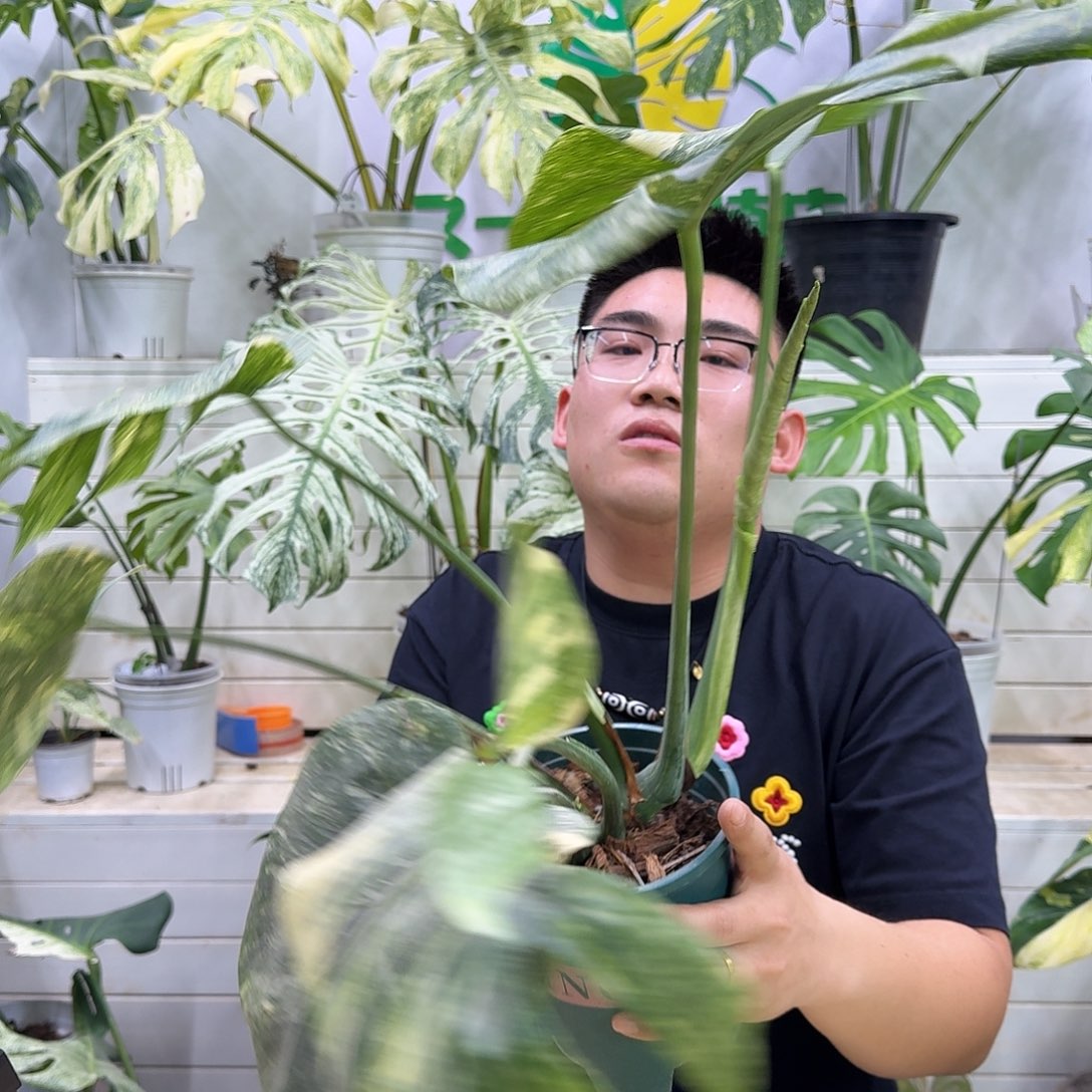 完全开放绿雪A2顶芽