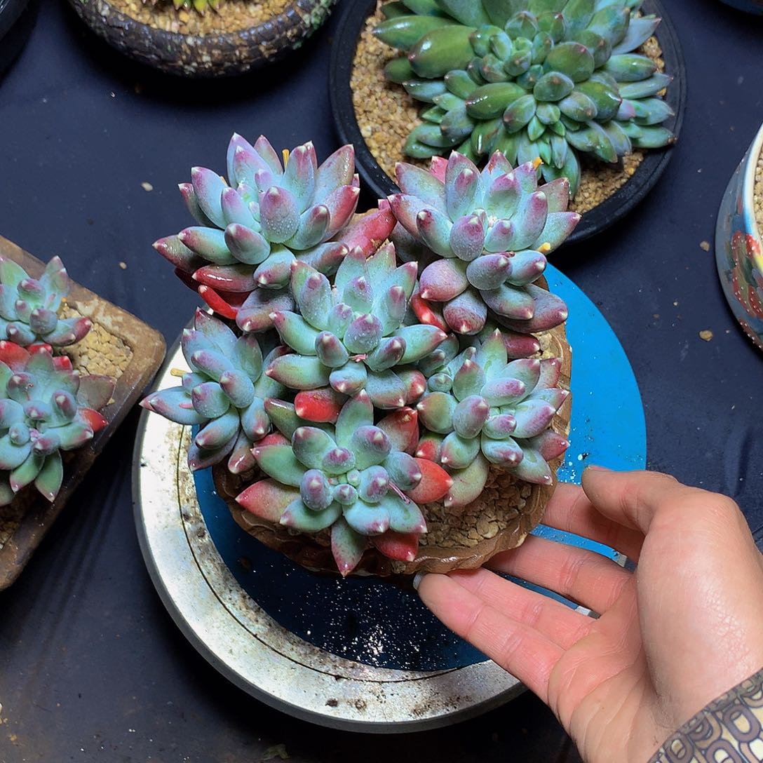 ?****3哈哈哈哈哈哈哈哈哈哈