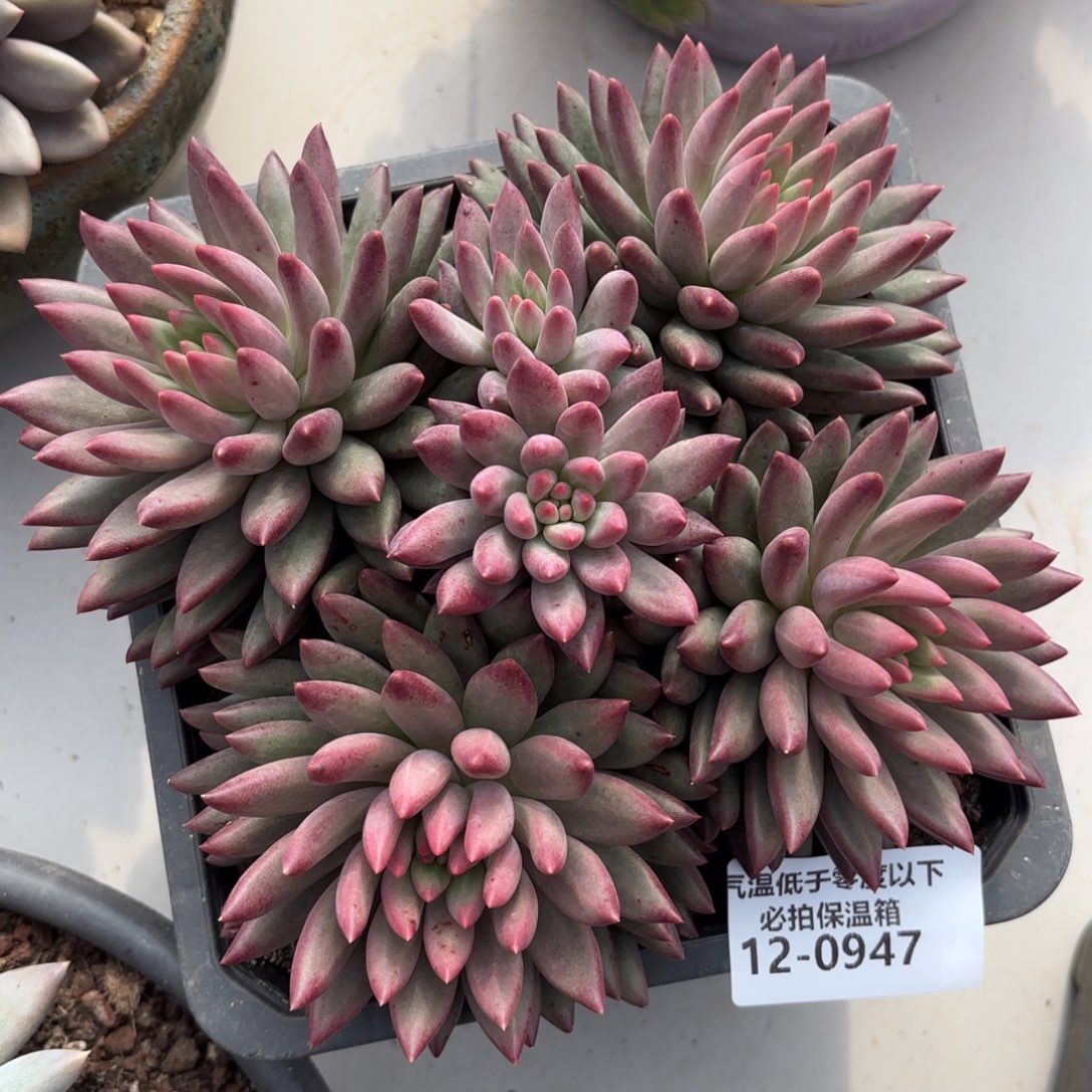 0947流沙虞美人多肉植物