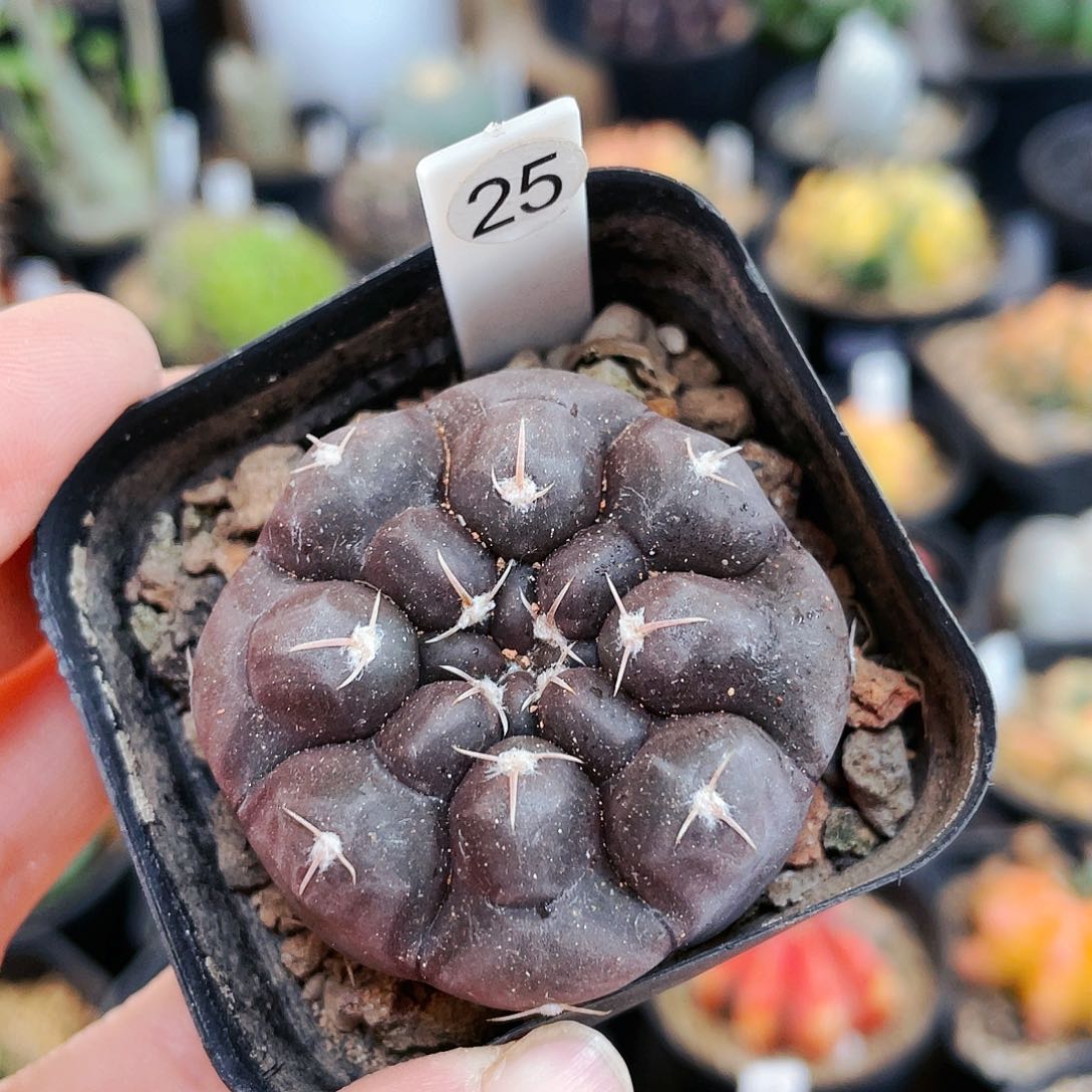 铅皮非偏远地区满25包邮仙人球