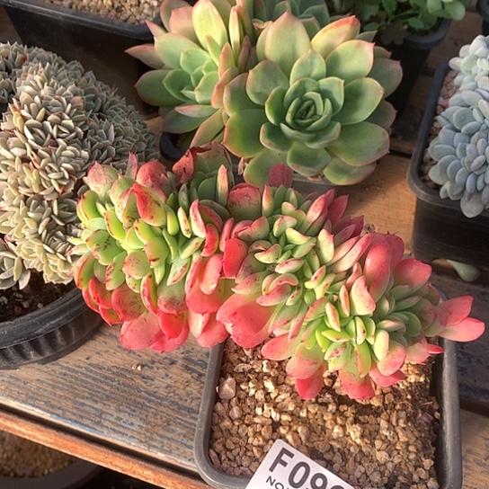 红颜容缀化096 需要延迟发货退款拉黑