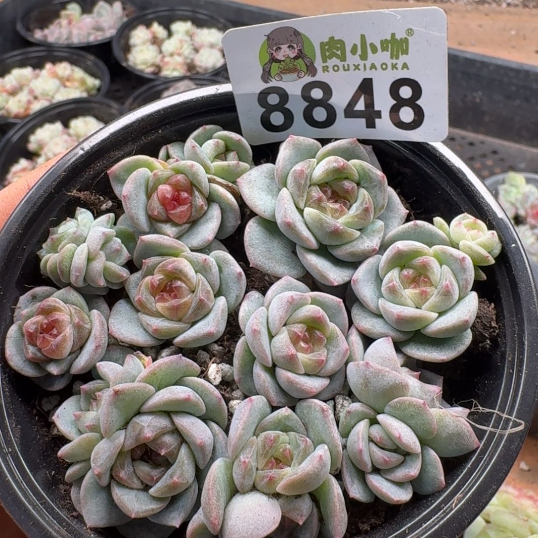 多肉植物多肉植物