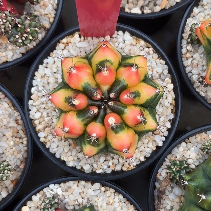 691-0524泰国发货