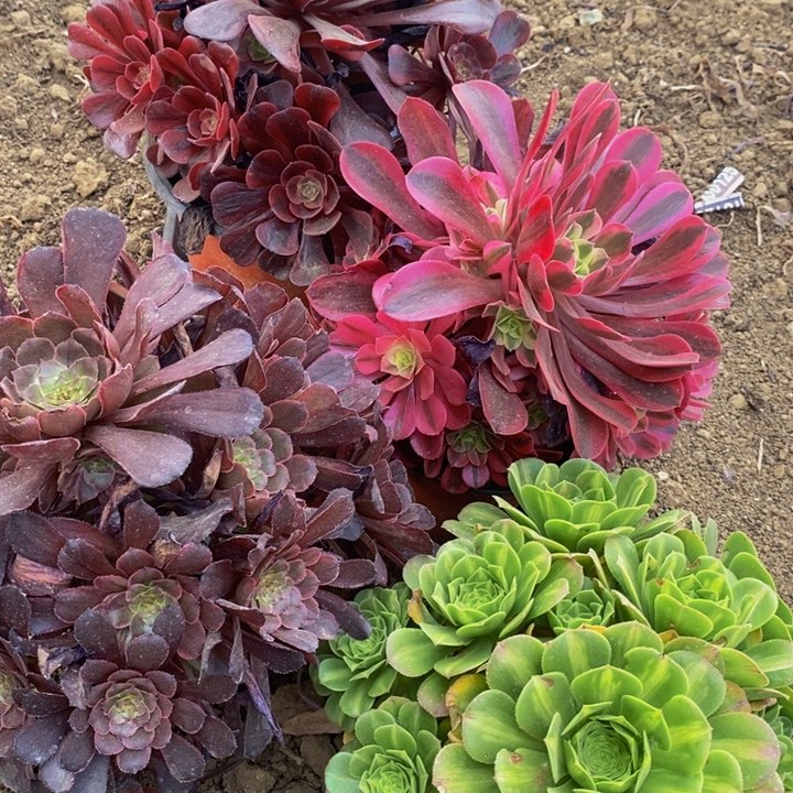 25104号4颗法师组合