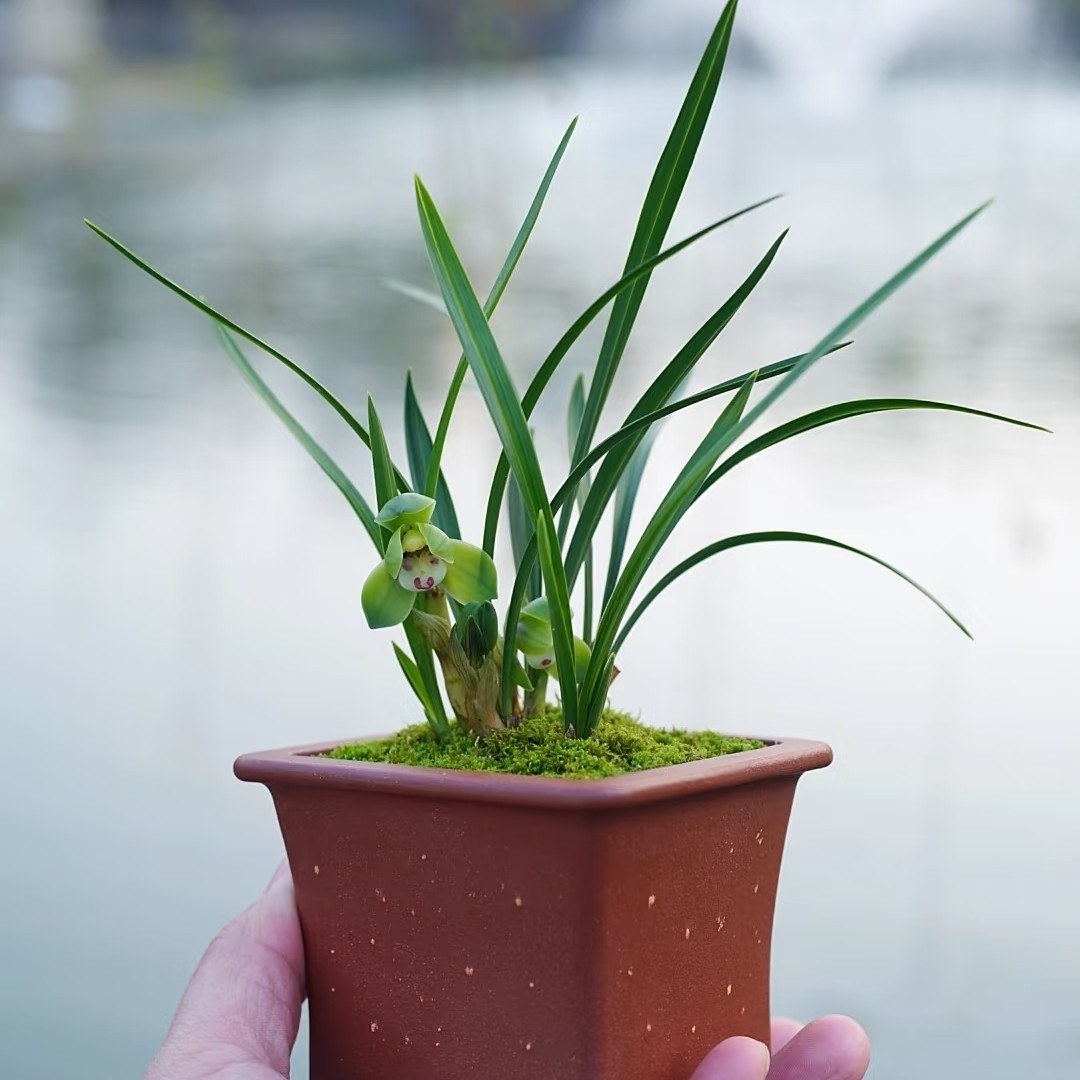 春兰翠盖荷掌中宝小而美小型荷瓣花代表兰花盆景花香优雅花色翠绿