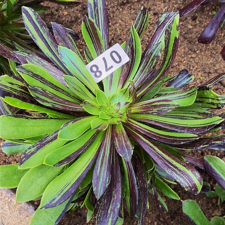 078魔法师变异水墨丹青多肉植物处理不售后